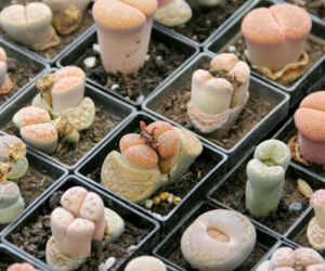 Lithops