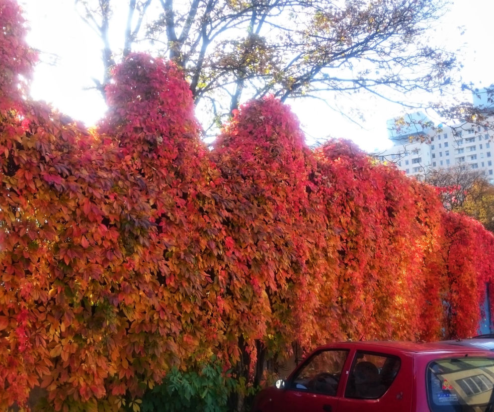 1 Przy parkingu na przeciwko Galerii Łódzkiej
