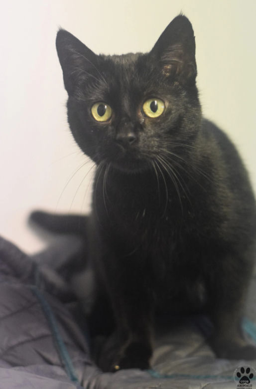 Kot do adopcji w zielonogórskim schronisku