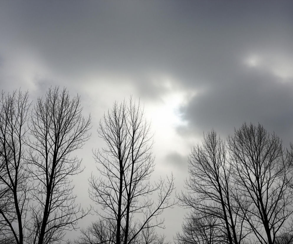 Linia pięciu gołych drzew o ciemnych, rozgałęzionych gałęziach dominuje dolną część kadru, tworząc ciemną sylwetkę na tle nieba. Gałęzie drzew są misternie splecione, ukazując ich delikatne struktury. Powyżej drzew rozpościera się zachmurzone, szare niebo, z jasnym rozbłyskiem światła słonecznego, widocznym przez przerwy w chmurach w prawej, środkowej części zdjęcia.