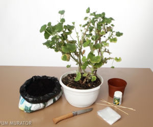 Sadzonki pelargonii