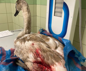Łabędź Odi ranny po walce z innym ptakiem