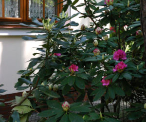 różanecznik
