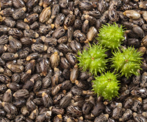 nasiona Rącznik pospolity (Ricinus communis)