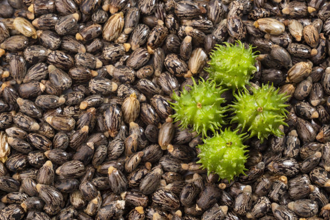 nasiona Rącznik pospolity (Ricinus communis)