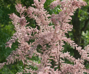 Tamaryszek