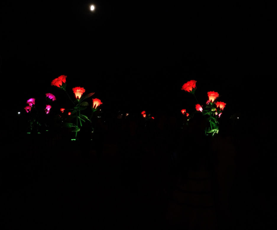 Monumentalne róże w Ogrodach Branickich robią wrażenie. Wieczorne iluminacje cieszą oczy