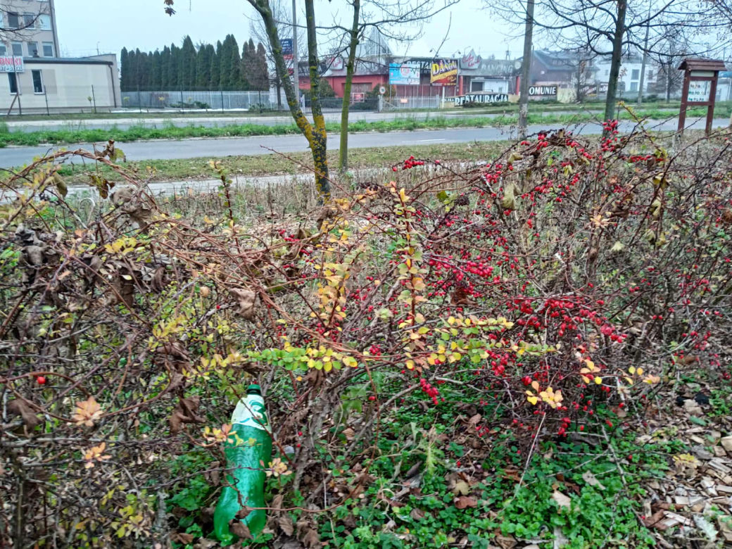 Park kieszonkowy w Siedlcach przy ul. Jagiełły