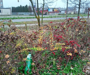 Park kieszonkowy w Siedlcach przy ul. Jagiełły