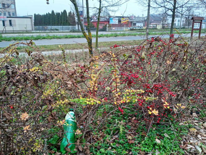 Park kieszonkowy w Siedlcach przy ul. Jagiełły