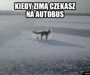 Mróz memy