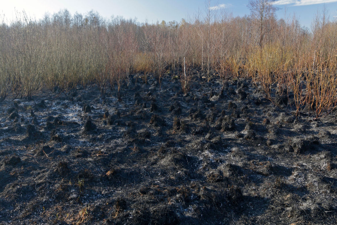 Biebrzański Park Narodowy UGASZONY. Zobacz, jakie zniszczenia spowodował ogień