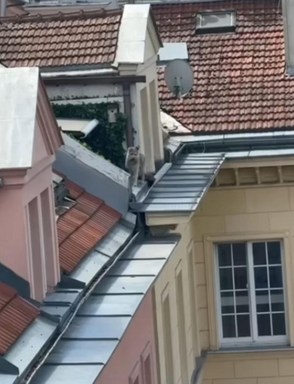 Niezwykła akcja strażaków na Nowym Świecie. Pies hasał po dachu kamienicy