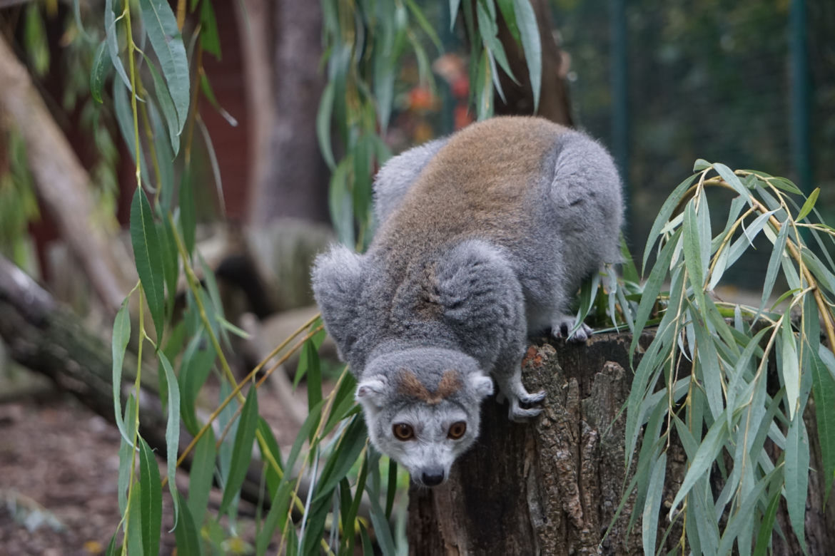 Lemury koroniaste we wrocławskim zoo