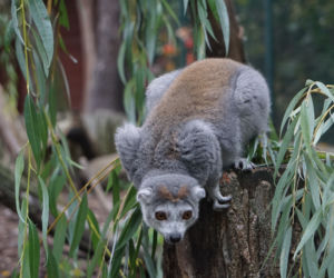 Lemury koroniaste we wrocławskim zoo