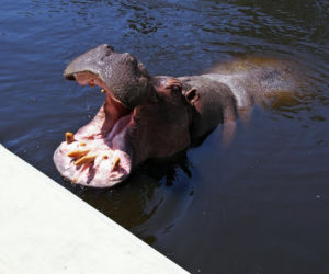 Hipopotamica Pelagia