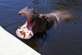 Hipopotamica Pelagia