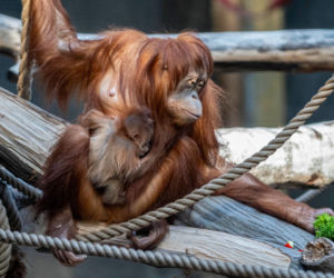 Na świat przyszedł pierwszy w historii Polski orangutan sumatrzański! Cud narodzin w łódzkim zoo