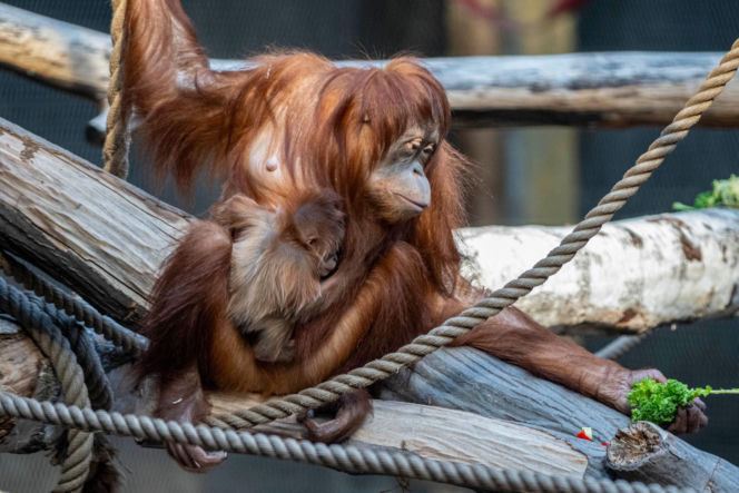Na świat przyszedł pierwszy w historii Polski orangutan sumatrzański! Cud narodzin w łódzkim zoo