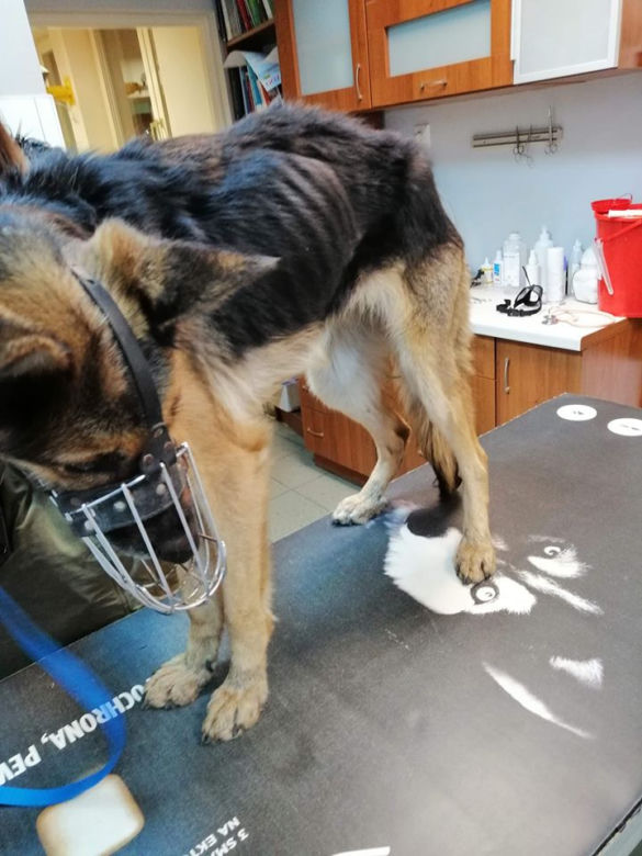 Płock. "Waży 12,5 kg, a powinna 25". Właściciel tylko czekał na jej śmierć! [ZDJĘCIA]