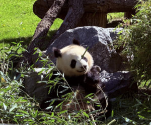 Pandy ZOO Berlin