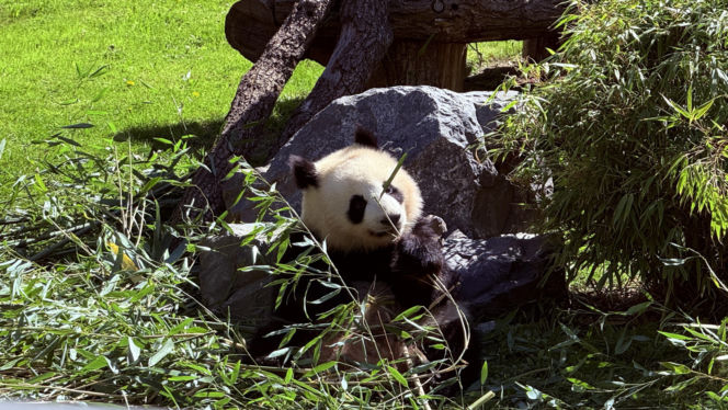 Pandy ZOO Berlin