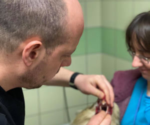 Biopsja koguta Zdzicha