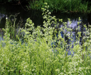 Przywraca lekkość nogom i poprawia wygląd skóry. Oto sposób naszych babć, o którym zapomniano