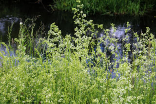 Przywraca lekkość nogom i poprawia wygląd skóry. Oto sposób naszych babć, o którym zapomniano