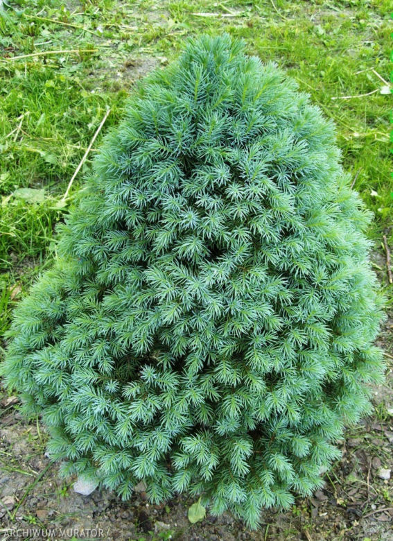 Iglaki na balkonie