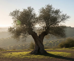 Prawdziwa data narodzin Jezusa. Dlaczego 25 grudnia to tylko symboliczna tradycja?