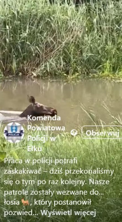 Łoś pływał w rzece i spacerował po Ełku! 
