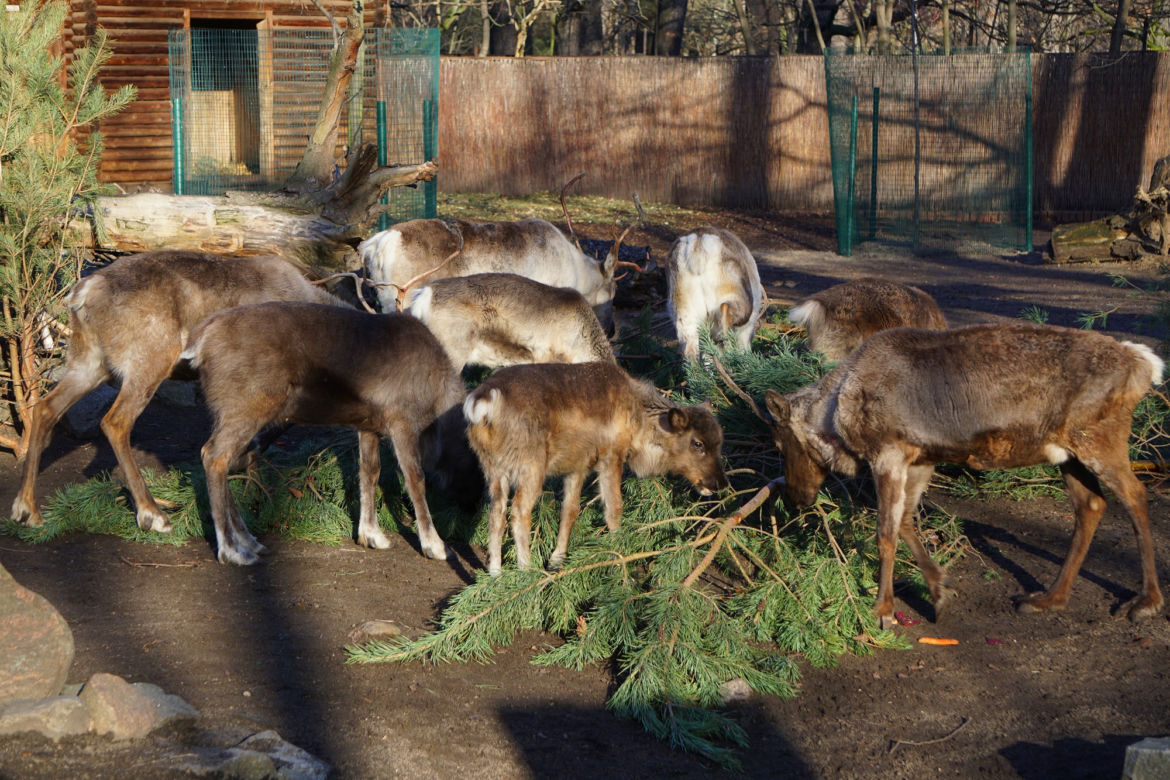 Zoo Wrocław: Renifery