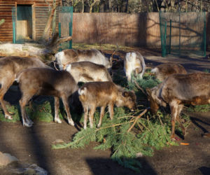 Zoo Wrocław: Renifery