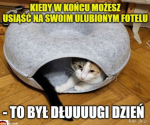 Koty opanowały internet!