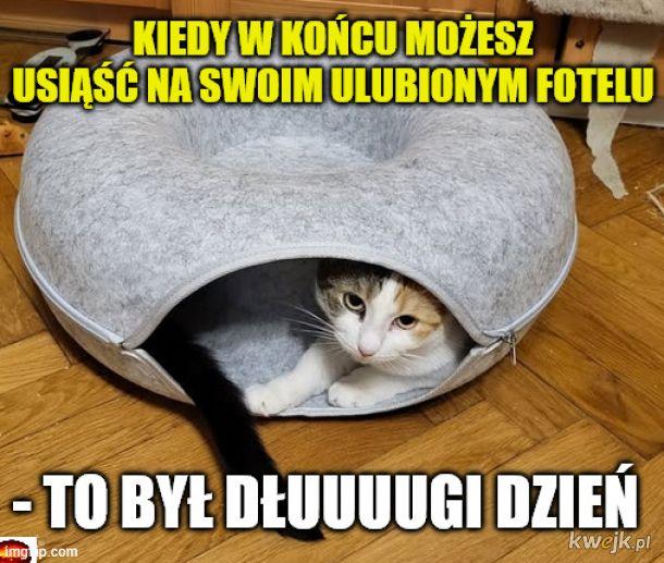 Koty opanowały internet!