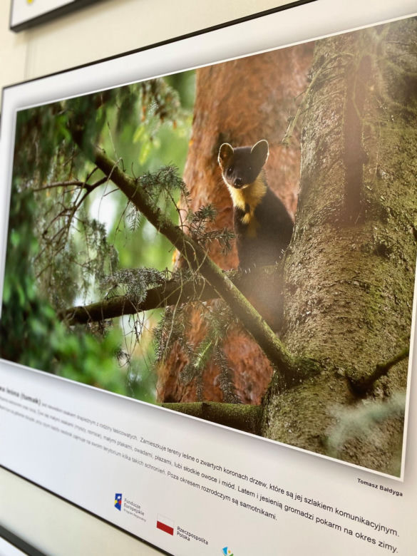 Zwierzęta i natura powiatu iławskiego zawitały do iławskiej Biblioteki Miejskiej