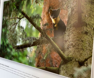 Zwierzęta i natura powiatu iławskiego zawitały do iławskiej Biblioteki Miejskiej