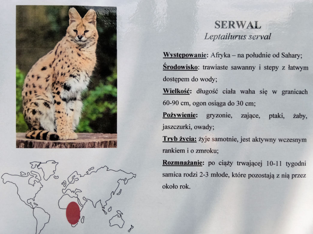 Śląski Ogród Zoologiczny ma nowego lokatora! To 14-miesięczna samica Serwala [ZDJĘCIA, AUDIO]