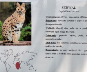 Śląski Ogród Zoologiczny ma nowego lokatora! To 14-miesięczna samica Serwala [ZDJĘCIA, AUDIO]