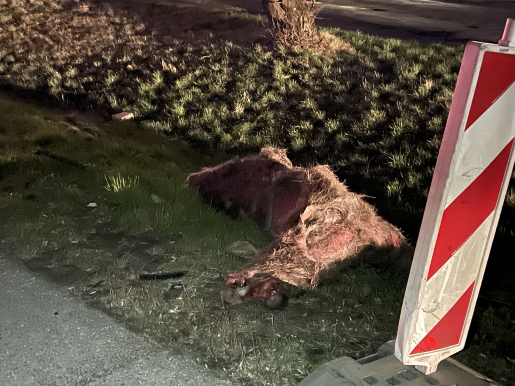 Potężny łoś spowodował karambol pod Warszawą. Zwierzę padło