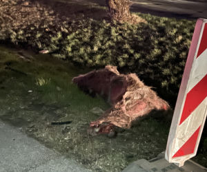 Potężny łoś spowodował karambol pod Warszawą. Zwierzę padło