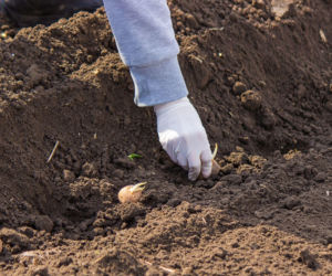 Sadzenie ziemniaków krok po kroku. Poznaj terminy i techniki