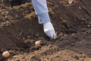 Sadzenie ziemniaków krok po kroku. Poznaj terminy i techniki