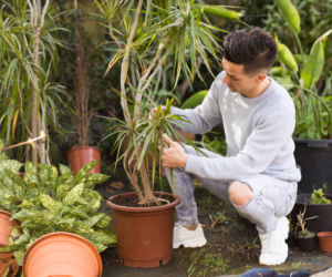 Dracena obrzeżona (Dracaena marginata) 