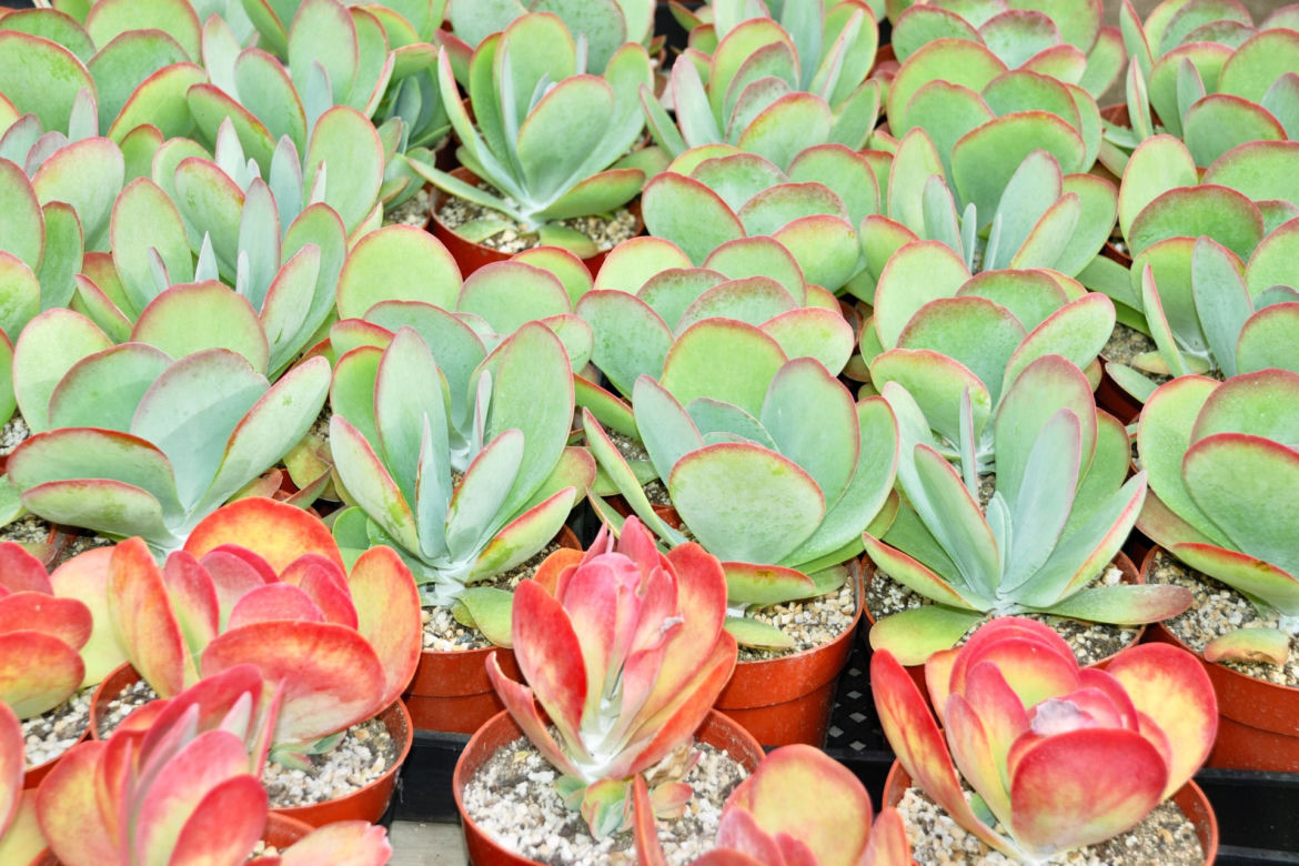 Kalanchoe wiechowate