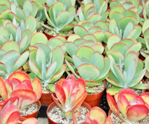 Kalanchoe wiechowate