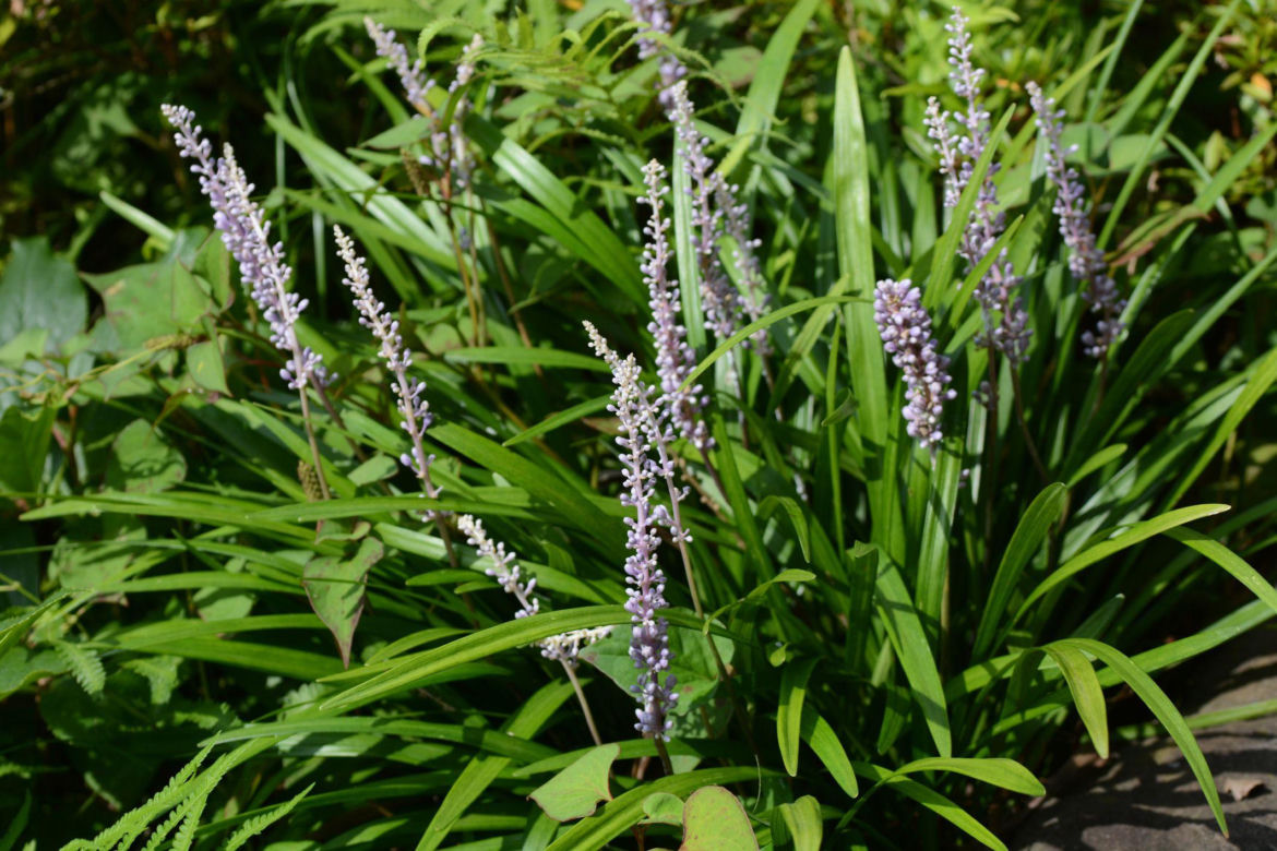 Liriope szafirkowata