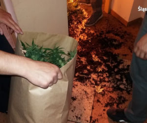 Mężczyzna kupił mieszkanie. Wszedł do niego pierwszy raz i zobaczył... uprawę konopi indyjskich!