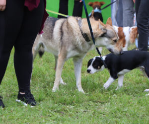 XIII Piknik Przyjaciół Schroniska w Toruniu. Fotorelacja z imprezy